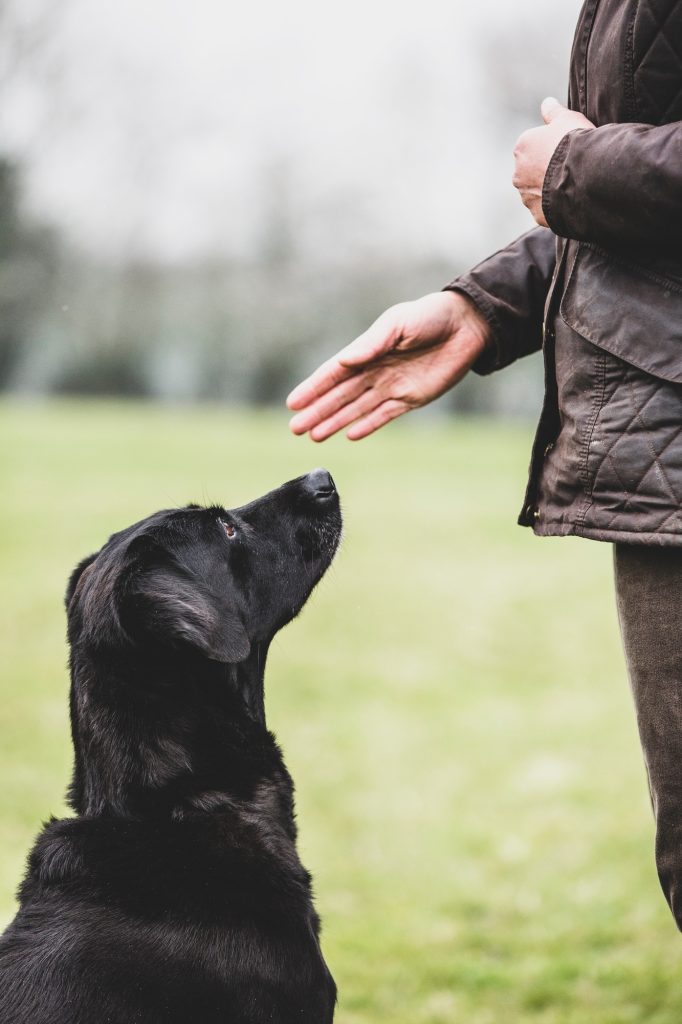 Close up of a dog trainer giving a hand command to Black Labrador dog.